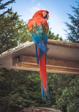 scarlet macaw