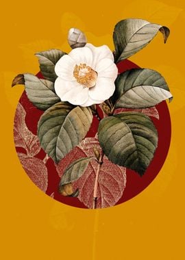 Vintage Japanese Camellia