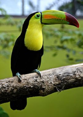 green bird parrot