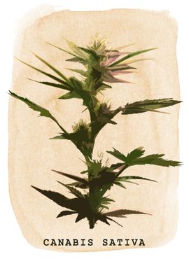 Canabis Sativa Plant