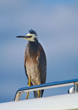 A Windy White Faced Heron