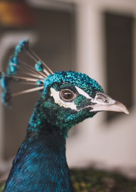 peacock blue bird