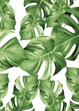 Monstera Leaves Green 1