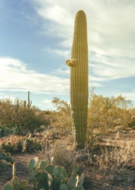 Saguaro Stands