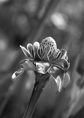 Tropical Flower