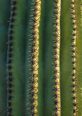 Columns and Spines