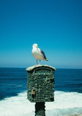 bird mailbox