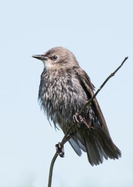 cloud grey bird