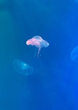 jellyfish blue water