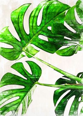 Green Leaf Monstera Plant