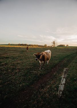 calf green cloud