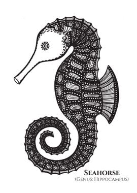 Seahorse with Latin name