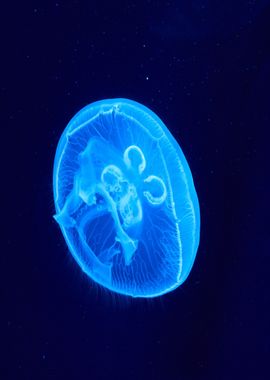 oval blue jellyfish