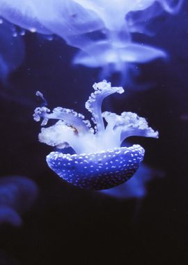 blue jellyfish