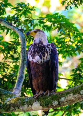 green tree brown bird