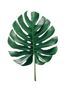 Monstera 4