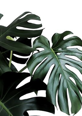 Monstera 5