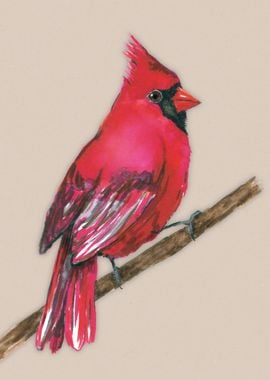 Northern cardinal