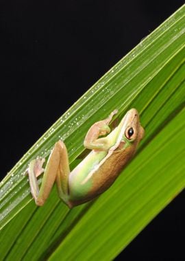 wildlife frog