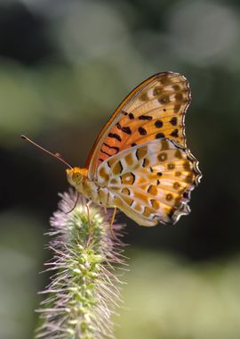 green butterfly