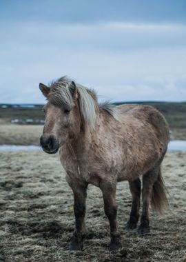 horse water brown