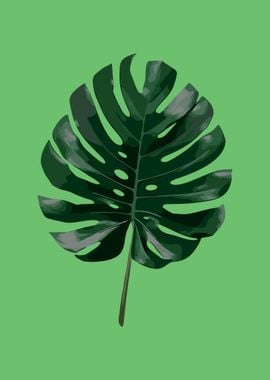 Monstera 2