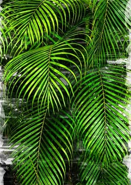 Palm Tree Leaves Abstract