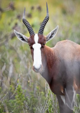 springbok horn