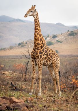 giraffe mountain