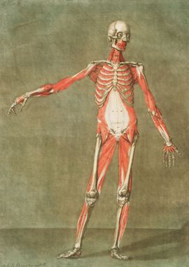 Anatomical Illustration