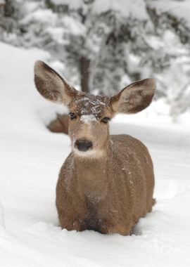 brown snow deer