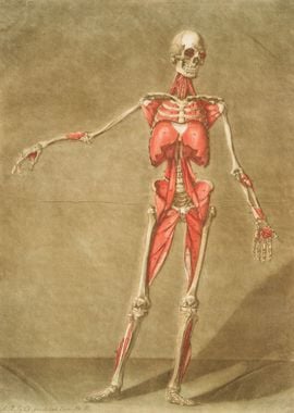 Anatomical Illustration