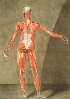 Anatomical Illustration