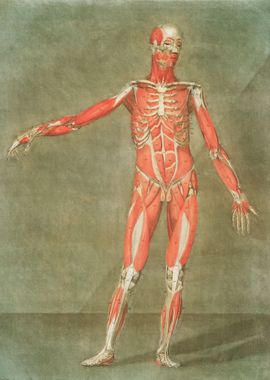 Anatomical Illustration