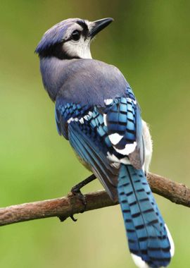 blue bird leaves