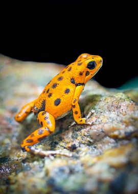 orange frog