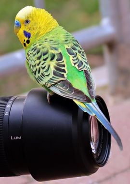 camera yellow green bird