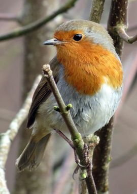 tree orange bird