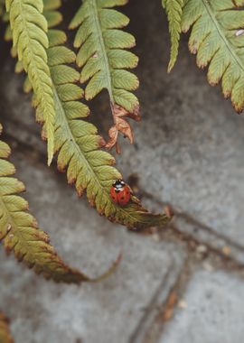 ladybug leaf