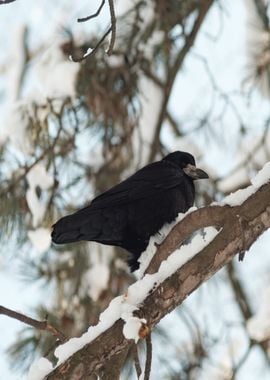 snow black bird