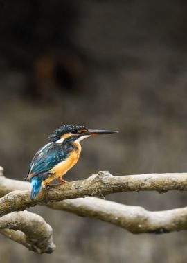 orange blue bird