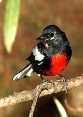 black red bird