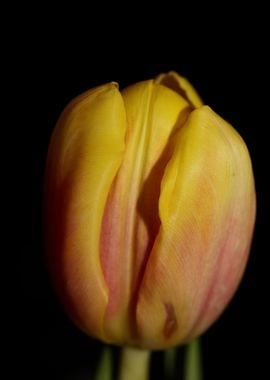 Tulipa flower macro prints