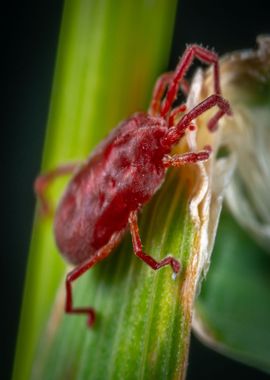 red leaf beetle