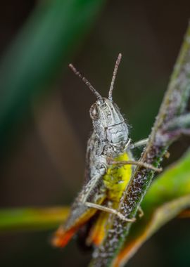 white yellow insect