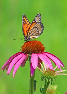 Butterfly on flower 