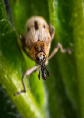 green brown insect