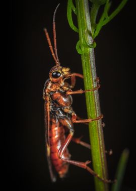 insect plant red