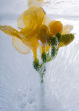 Yellow freesia in ice 2