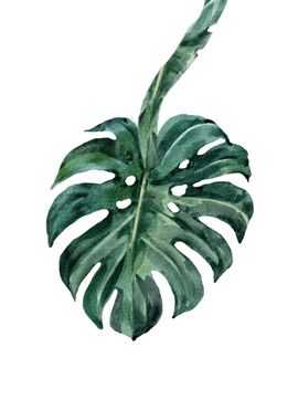 Monstera leaf